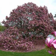 Саженец гибридной магнолии Betty в контейнере